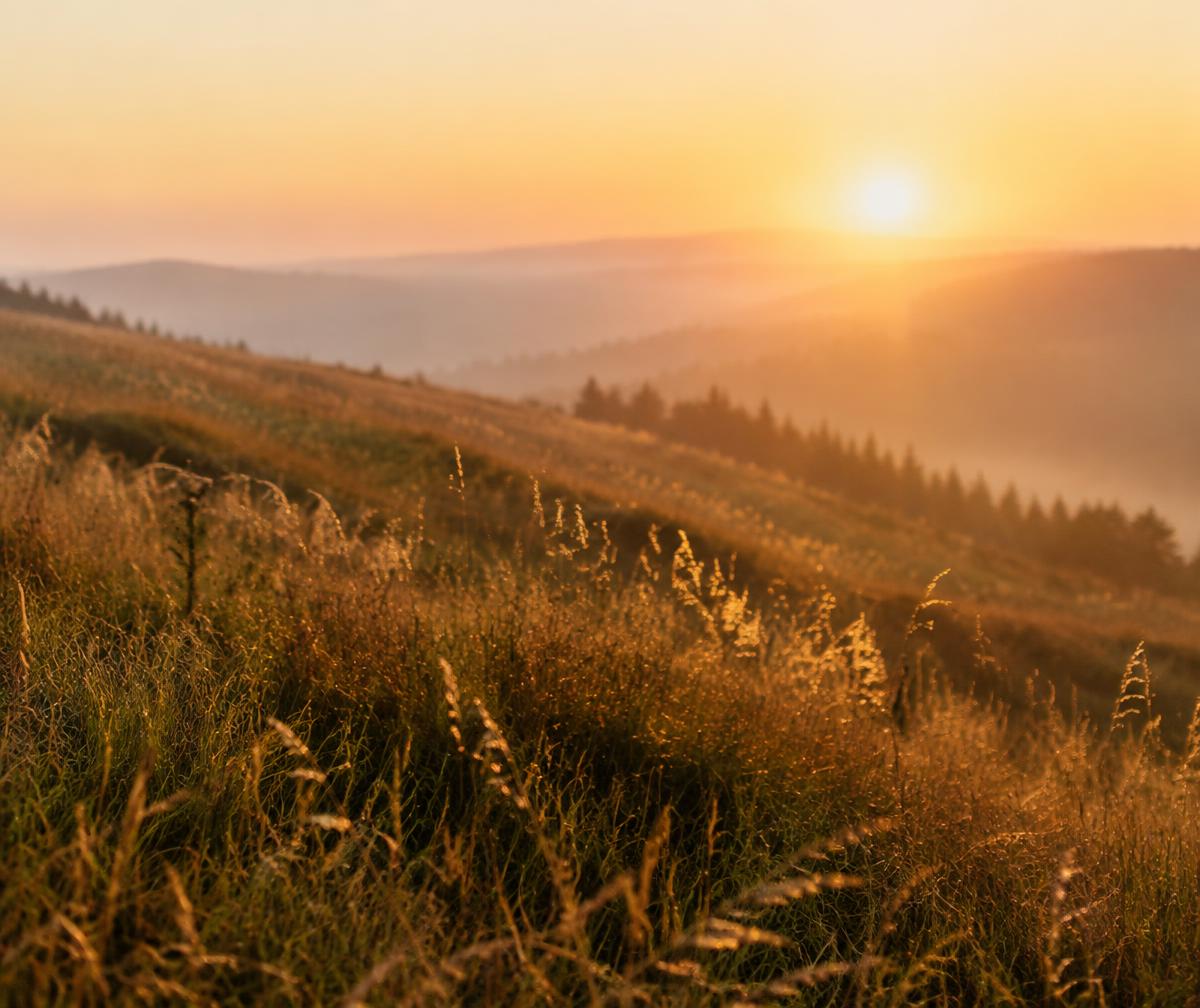 Golden grasses on a hillside at sunrise