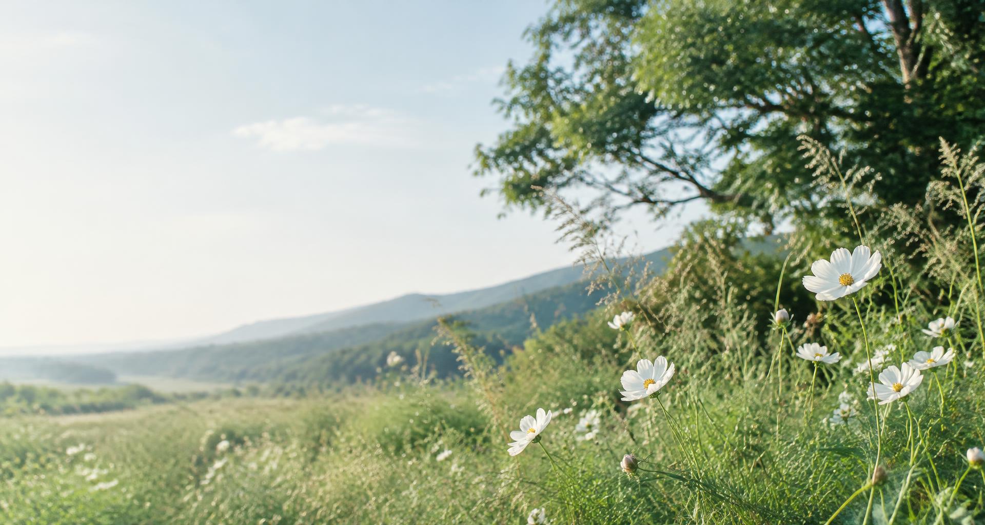 White wildflowers growing in a sunlit green meadow